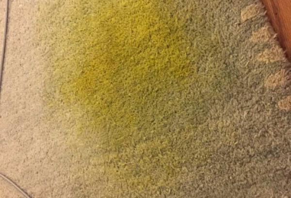 How To Get Turmeric Out Of Carpet? Applying The 6 Methods Of KATA